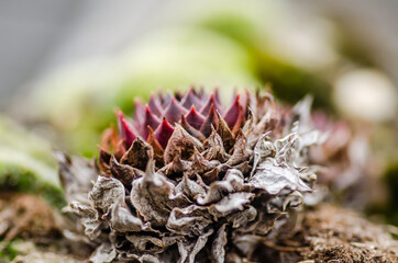 The common houseleek, perennial herbaceous ornamental plant.