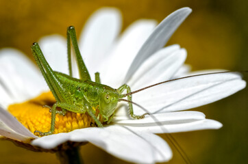 Macro conehead cricket on daisy flower (genus Conocephalus)