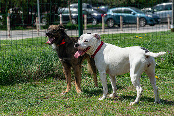 Two Tired Happy Calm Standing Dogs White Pitbull Brown Half Breed