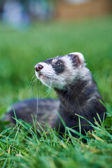 Vertical portrait of cute ferret male closeup. Black sable ferret in outdoor. Walking the pet. 
