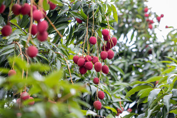 Ripe lychee fruits on tree in the garden. 