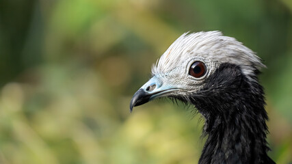 Black & white blue throated piping guan portrait on the green background. Pipile cumanensis.