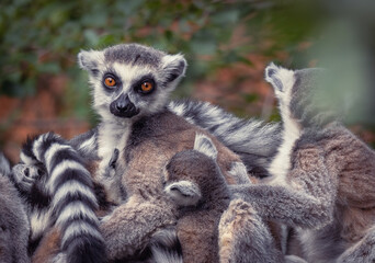 Portrait of fluffy Ring-tailed lemur family