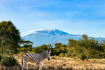 Magnificent wild animals