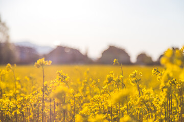 Blooming canola rapeseed blossoms at evening, summer. Biofuel concept.