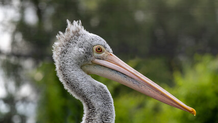 Close up of fluffy Spot-billed pelican, Pelecanus philippensis. Getting closer to the fluffy grey crested Grey pelican with his red eyes.