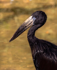 Portrait of the Black African Openbill on the yellow background. Anastomus lamelligerus