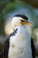 Little Pied Cormorant known as Little Shag (Kawaupaka, Phalacrocorax melanoleucos, Microcarbo melanoleucos).