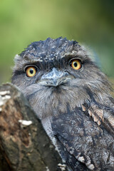 Closeup of cute tawny frogmouth on a branch (Podargus strigoides). Mopoke. Lelkoun soví.