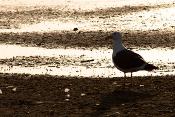 a beautiful sea gull on the beach
