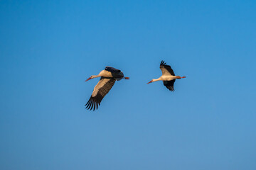 European Stork is flying on the filed somewhere in Germany