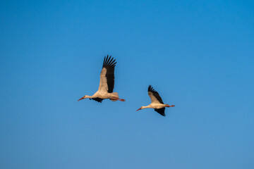 European Stork is flying on the filed somewhere in Germany