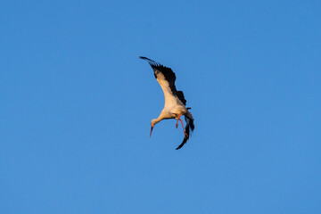 European Stork is flying on the filed somewhere in Germany