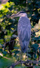 Black-capped night heron in a trees. Nycticorax nycticorax.