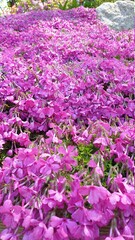 flowers in the water