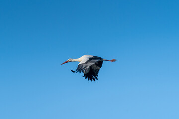 European Stork is flying on the filed somewhere in Germany