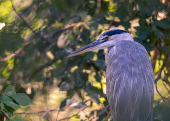 Black-capped night heron in a sunset light. Nycticorax nycticorax.