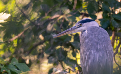 Black-crowned night heron standing on a branch above the water. Nycticorax nycticorax.