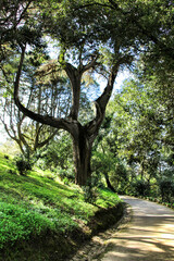Leafy and green gardens in Sintra