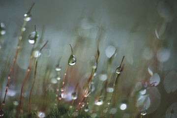 Close-up of water droplets on moss. Green bokeh background from nature foggy forest.