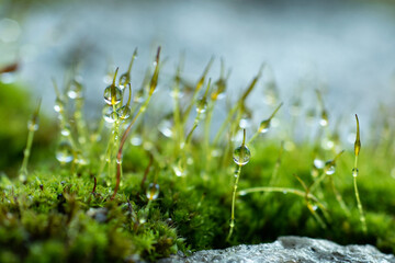 Close-up of water droplets on the moss. Green bokeh background from nature forest.
