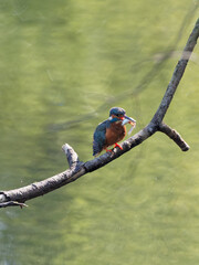 Fototapeta premium A female kingfisher (Alcedo atthis) perched on a tree branch with a fish in her beak that she just caught at RSPB Fairburn Ings Nature Reserve in West Yorkshire.