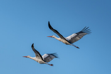 European Stork is flying on the filed somewhere in Germany