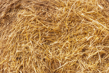 Dry straw macro shot. Background or Texture.