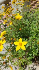 yellow flowers in the forest