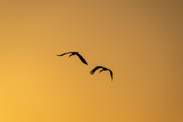 European Stork is flying on the filed somewhere in Germany