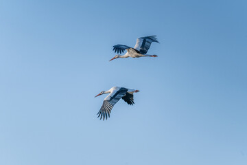 Obraz premium European Stork is flying on the filed somewhere in Germany