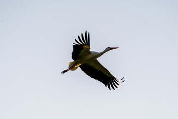 European Stork is flying on the filed somewhere in Germany