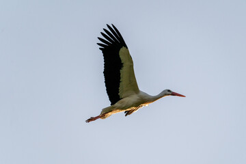 European Stork is flying on the filed somewhere in Germany