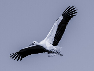 European Stork is flying on the filed somewhere in Germany