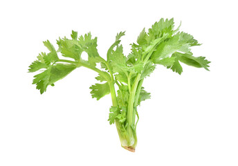 Fresh green leaf celery isolated on white background