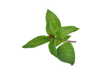 Fresh basil leaves isolated on white background