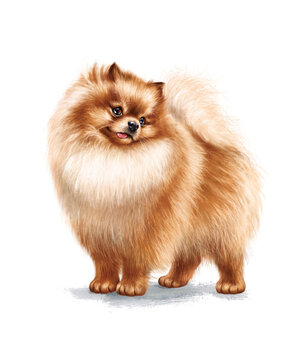 Сute pomeranian dog. Funny spitz showing tongue. Hand-drawn illustration of the handsome puppy on white background. Good for t-shirts, posters, birthday. Ideal for printing and card making.