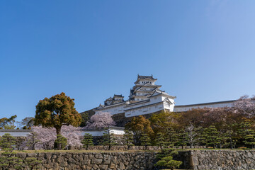 Fototapeta na wymiar [兵庫県]春の姫路城天守閣と桜