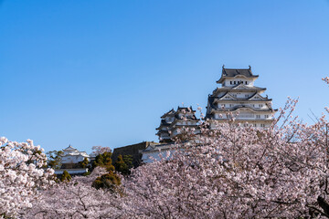 [兵庫県]春の姫路城天守閣と桜
