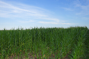 Fototapeta na wymiar Plants of corn on a farm field under a blue sky. Agricultural landscape.
