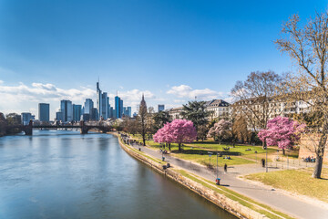 Fototapeta premium Frankfurt city in Spring with tree of charry 