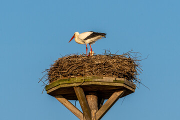 European Stork is flying on the filed somewhere in Germany