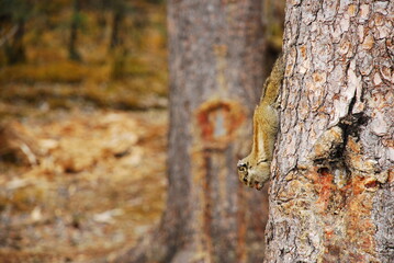squirrel on tree