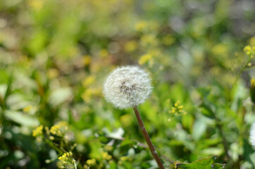 Dandelion puff-ball on a green bokeh background