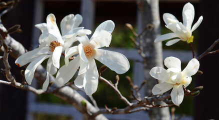 Blooming white magnolia tree flowers