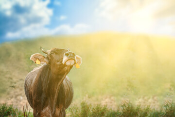 The bovine enjoys the sunshine and fresh air. Bull on a green meadow under a blue cloudy sky. Cow...