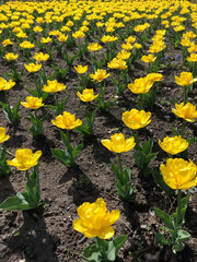 Field of yellow tulips vertical image
