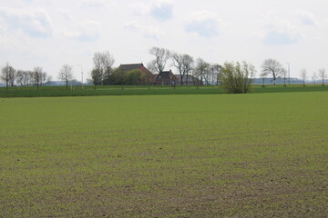 field in the morning