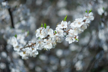 Blooming tree in the spring morning on a blurred background.