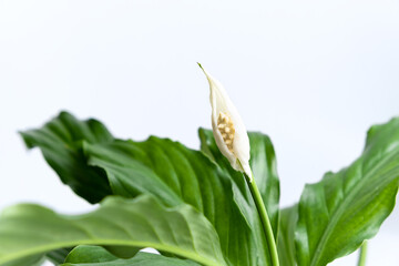 The house plant lilies or Spathiphyllum bloomed with a white flower. Home plant on a light background